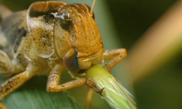 Alimentation du grillon et du criquet - 2mn 54s